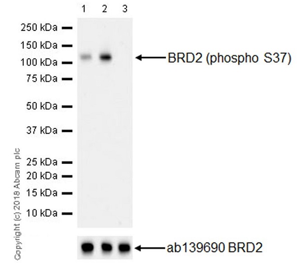 Western blot - Anti-BRD2 (phospho S37) antibody [EPR22114] (AB223255), expandable thumbnail