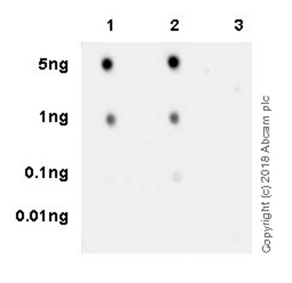 Dot Blot - Anti-BRD2 (phospho S37) antibody [EPR22114] - BSA and Azide free (AB238167), expandable thumbnail