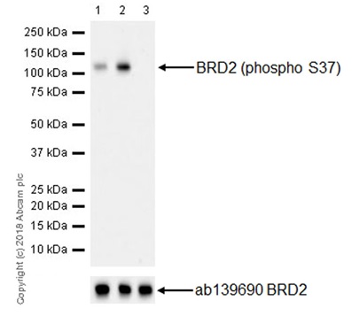 Western blot - Anti-BRD2 (phospho S37) antibody [EPR22114] - BSA and Azide free (AB238167), expandable thumbnail