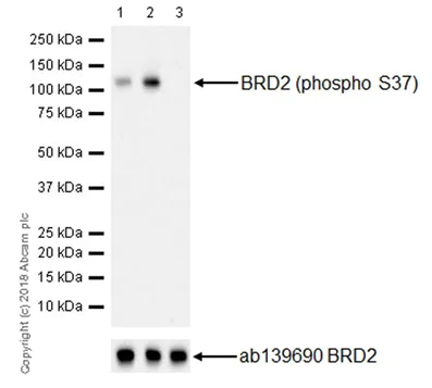 Western blot - Anti-BRD2 (phospho S37) antibody [EPR22114] - BSA and Azide free (AB238167)