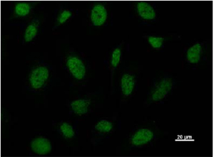 Immunocytochemistry/ Immunofluorescence - Anti-BRD3 antibody [2088C3a] (ab50818), expandable thumbnail