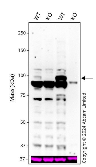 Western blot - Anti-BRD3 antibody [2088C3a] (ab50818), expandable thumbnail