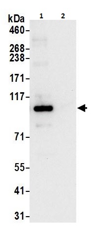 Immunoprecipitation - Anti-BRD3 antibody (AB264294), expandable thumbnail