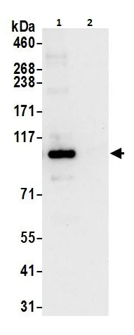 Immunoprecipitation - Anti-BRD3 antibody (AB264294)