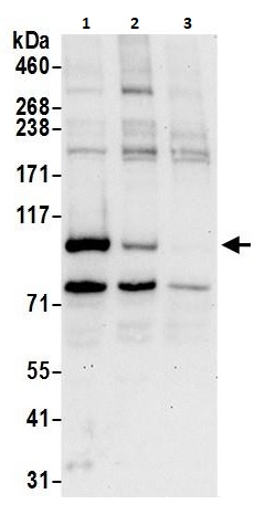Western blot - Anti-BRD3 antibody (AB264294), expandable thumbnail