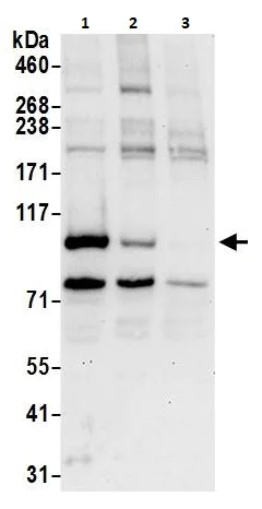 Western blot - Anti-BRD3 antibody (AB264294)