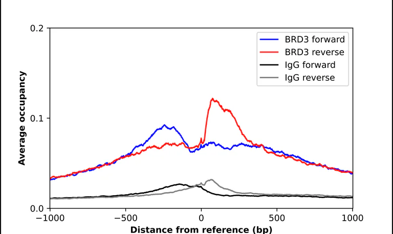 ChIP - Anti-BRD3 Antibody (AB327237)