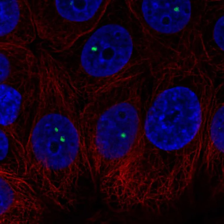Immunocytochemistry/ Immunofluorescence - Anti-BRD3 Antibody (AB327237)