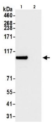 Immunoprecipitation - Anti-BRD3 antibody [BLR069G] (AB264420), expandable thumbnail