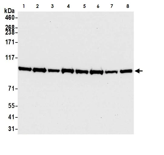 Western blot - Anti-BRD3 antibody [BLR069G] (AB264420)