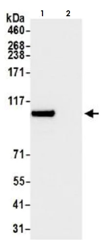 Immunoprecipitation - Anti-BRD3 antibody [BLR069G] - BSA free (AB272081)