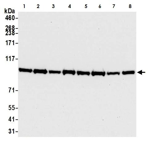 Western blot - Anti-BRD3 antibody [BLR069G] - BSA free (AB272081)