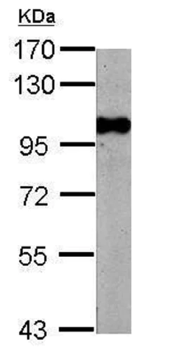 Western blot - Anti-BRD3 antibody - C-terminal (AB228936)