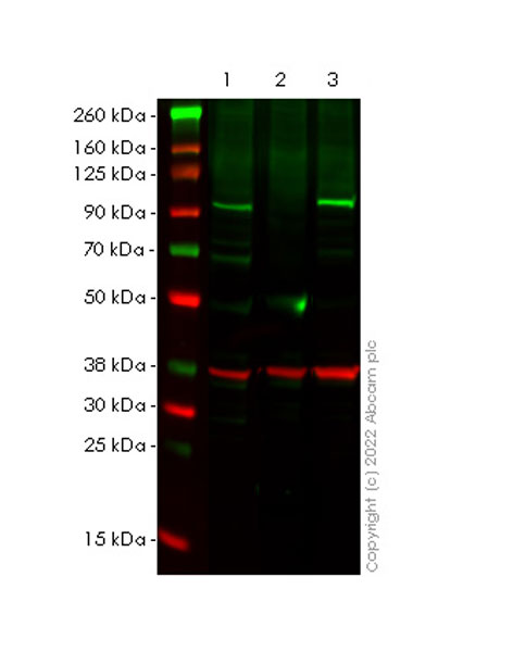 Western blot - Anti-BRD3 antibody [EPR23743-226] (BSA and Azide free) (AB300107)