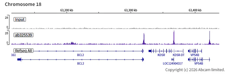 ChIP-sequencing - Anti-BRD3 antibody [EPR30249-10] (AB325539)