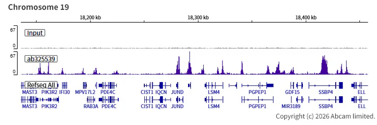 ChIP-sequencing - Anti-BRD3 antibody [EPR30249-10] (AB325539)