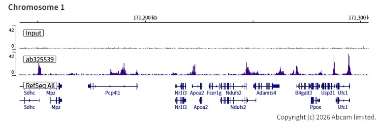 ChIP-sequencing - Anti-BRD3 antibody [EPR30249-10] (AB325539)