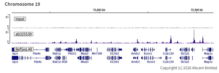 ChIP-sequencing - Anti-BRD3 antibody [EPR30249-10] (AB325539)