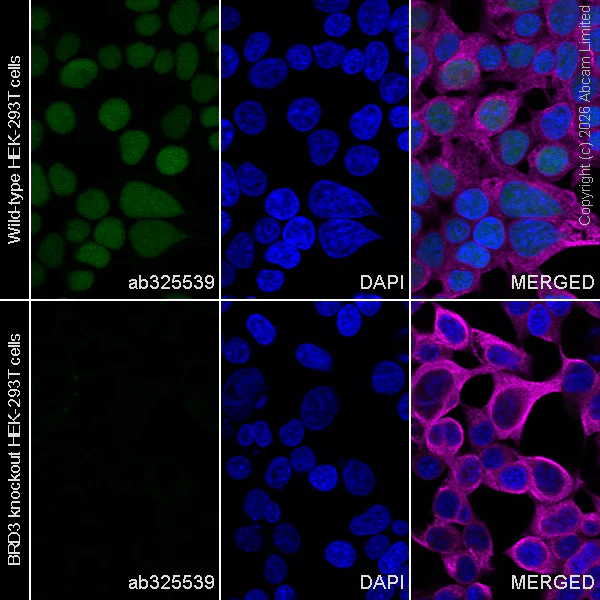 Immunocytochemistry/ Immunofluorescence - Anti-BRD3 antibody [EPR30249-10] (AB325539)