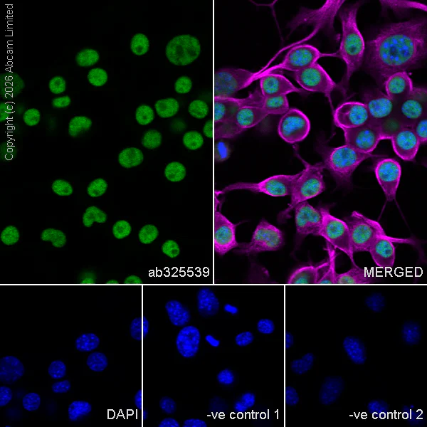 Immunocytochemistry/ Immunofluorescence - Anti-BRD3 antibody [EPR30249-10] (AB325539)