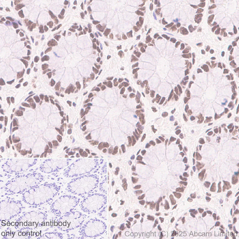 Immunohistochemistry (Formalin/PFA-fixed paraffin-embedded sections) - Anti-BRD3 antibody [EPR30249-10] (AB325539)