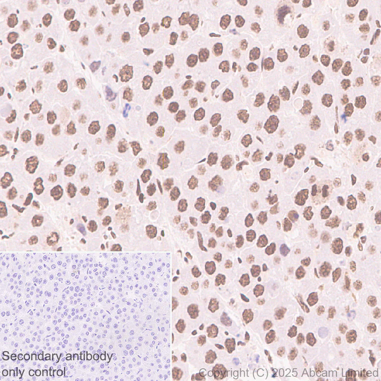 Immunohistochemistry (Formalin/PFA-fixed paraffin-embedded sections) - Anti-BRD3 antibody [EPR30249-10] (AB325539)