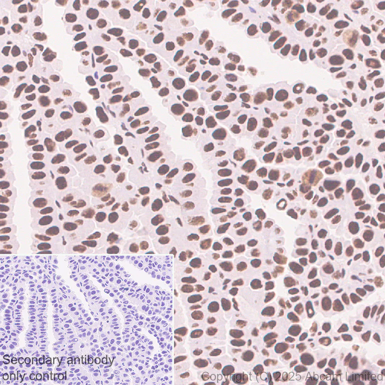 Immunohistochemistry (Formalin/PFA-fixed paraffin-embedded sections) - Anti-BRD3 antibody [EPR30249-10] (AB325539)