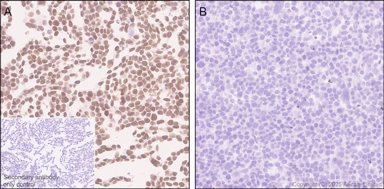 Immunohistochemistry (Formalin/PFA-fixed paraffin-embedded sections) - Anti-BRD3 antibody [EPR30249-10] (AB325539)