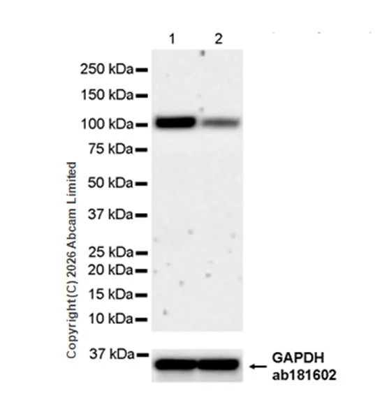 Western blot - Anti-BRD3 antibody [EPR30249-10] (AB325539)