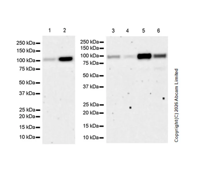 Western blot - Anti-BRD3 antibody [EPR30249-10] (AB325539)