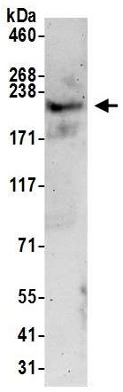 Western blot - Anti-Brd4 antibody (AB245285), expandable thumbnail