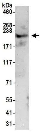 Western blot - Anti-Brd4 antibody (AB245285)