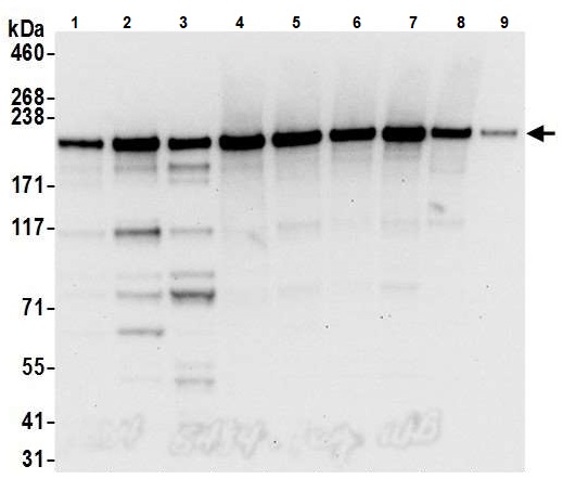 Western blot - Anti-Brd4 antibody (AB245285), expandable thumbnail