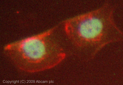 Immunocytochemistry/ Immunofluorescence - Anti-Brd4 antibody (AB75898), expandable thumbnail