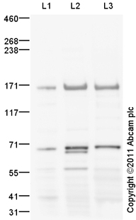 Western blot - Anti-Brd4 antibody (AB75898), expandable thumbnail
