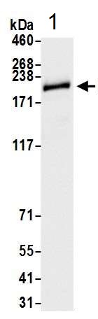 Western blot - Anti-Brd4 antibody [BL-149-2H5] (AB243862), expandable thumbnail