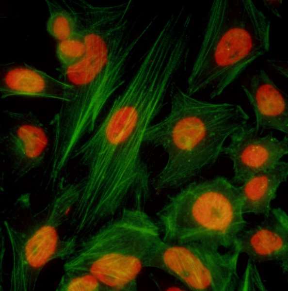 Immunocytochemistry/ Immunofluorescence - Anti-Brd4 antibody [BL-149-2H5] - BSA free (AB272042), expandable thumbnail