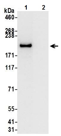 Immunoprecipitation - Anti-Brd4 antibody [BL-149-2H5] - BSA free (AB272042), expandable thumbnail