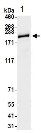 Western blot - Anti-Brd4 antibody [BL-149-2H5] - BSA free (AB272042), expandable thumbnail