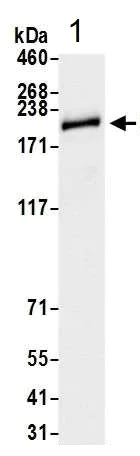 Western blot - Anti-Brd4 antibody [BL-149-2H5] - BSA free (AB272042)