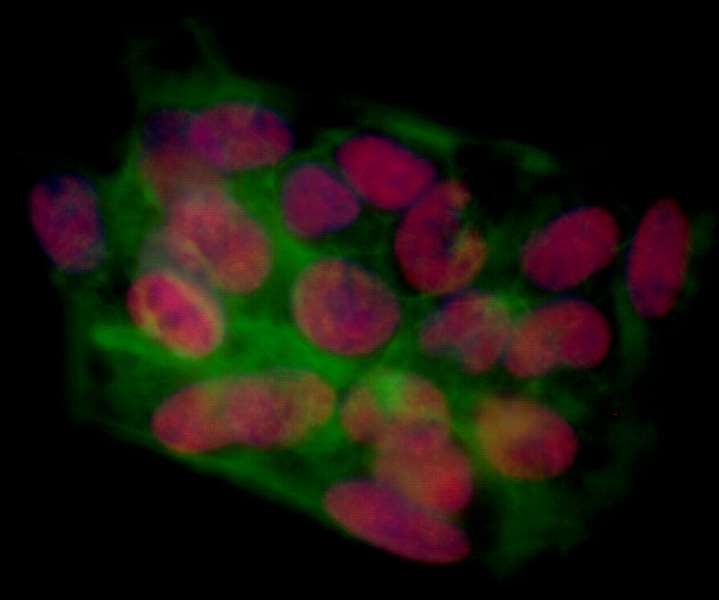 Immunocytochemistry/ Immunofluorescence - Anti-BRD4 antibody [BL-151-6F11] - BSA free (AB314054), expandable thumbnail