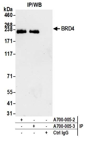 Immunoprecipitation - Anti-BRD4 antibody [BL-151-6F11] - BSA free (ab314054), expandable thumbnail