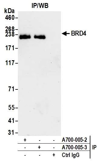 Immunoprecipitation - Anti-BRD4 antibody [BL-151-6F11] - BSA free (AB314054)