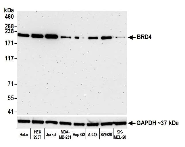 Western blot - Anti-BRD4 antibody [BL-151-6F11] - BSA free (AB314054)