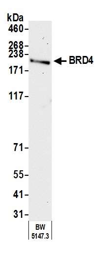 Western blot - Anti-BRD4 antibody [BL-151-6F11] - BSA free (ab314054), expandable thumbnail