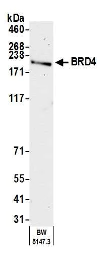 Western blot - Anti-BRD4 antibody [BL-151-6F11] - BSA free (AB314054)