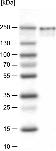 Western blot - Anti-Brd4 antibody [CL1115] (AB244221), expandable thumbnail