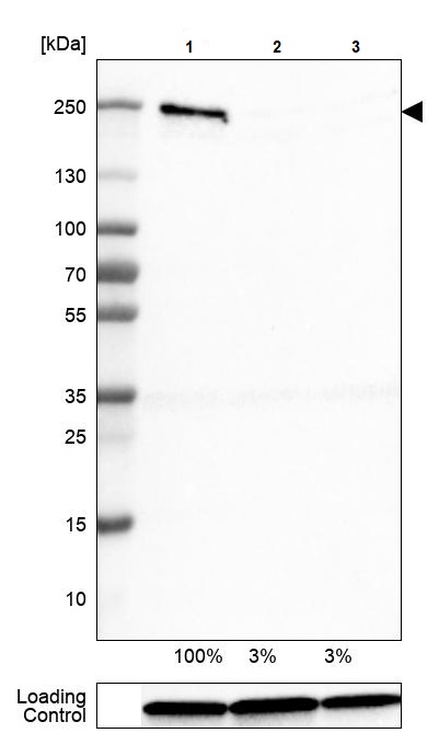 Western blot - Anti-Brd4 antibody [CL1115] (AB244221), expandable thumbnail