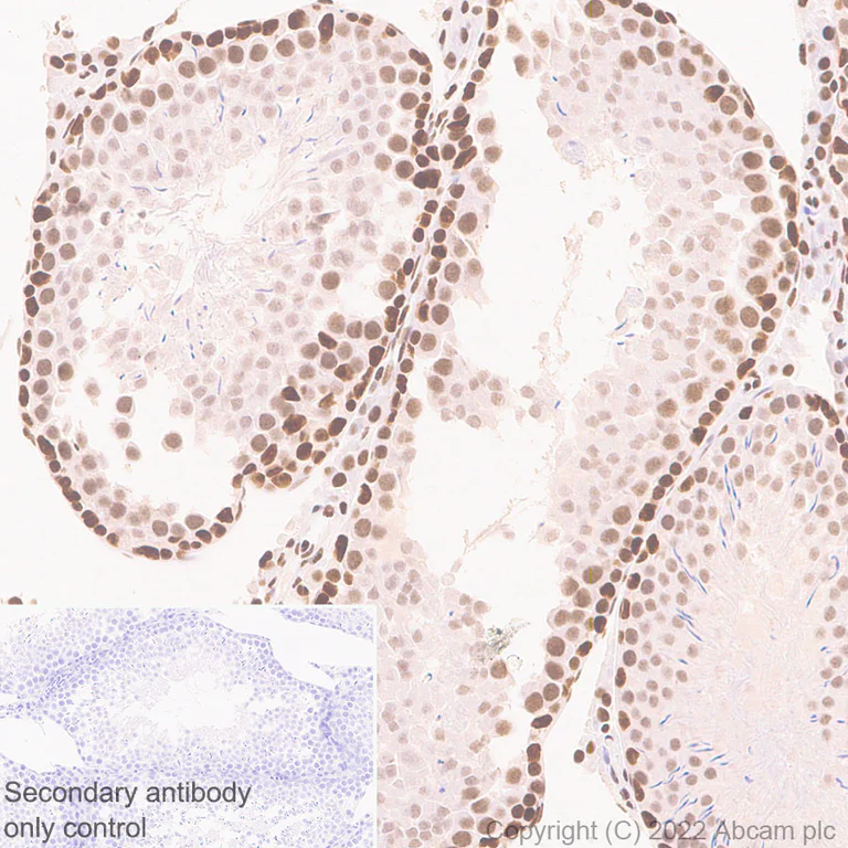 Immunohistochemistry (Formalin/PFA-fixed paraffin-embedded sections) - Anti-Brd4 antibody [EPR25425-23] (AB289886)