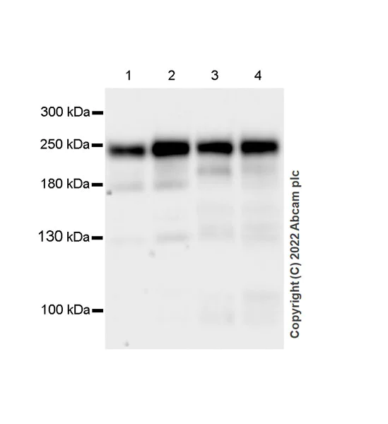 Western blot - Anti-Brd4 antibody [EPR25425-23] (AB289886)